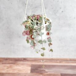 Variegated String Of Hearts - Ceropegia Woodii Variegata - 4.5 Inch Hanging Basket -Eds Plant Shop variegated string of hearts ceropegia woodii variegata 45 inch hanging basket 733625