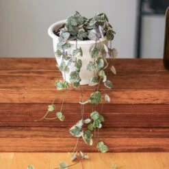 Variegated String Of Hearts - Ceropegia Woodii Variegata - 4.5 Inch Hanging Basket -Eds Plant Shop variegated string of hearts ceropegia woodii variegata 45 inch hanging basket 855559