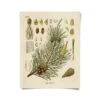 Vintage-Style Botanical Scots Pine Art Print -Eds Plant Shop vintage style botanical scots pine art print 165518