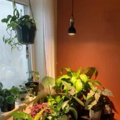 Vita LED Grow Light Pendant Kit - Effortless Indoor Plant Care -Eds Plant Shop vita led grow light pendant kit effortless indoor plant care 795838
