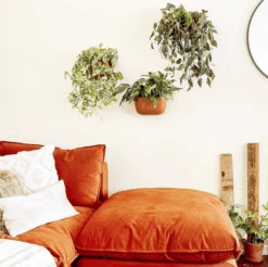 WallyGrow Eco Terracotta Wall Planter – Self-Watering Vertical Garden Kit -Eds Plant Shop wallygrow eco terracotta wall planter self watering vertical garden kit 6350614