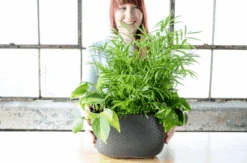 WallyGrow Eco Wall Planter – Charcoal Vertical Garden Planter -Eds Plant Shop wallygrow eco wall planter charcoal vertical garden planter 8397694