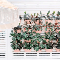 WallyGrow Eco Wall Planter – Rose Vertical Garden Planter -Eds Plant Shop wallygrow eco wall planter rose vertical garden planter 2904080