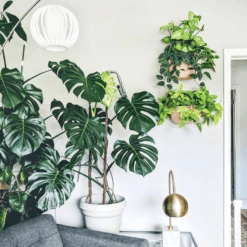 WallyGrow Eco Wall Planter – Rose Vertical Garden Planter -Eds Plant Shop wallygrow eco wall planter rose vertical garden planter 7351049