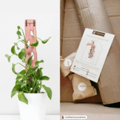 Wooden Extendable Plant Support & Trellis - Zella -Eds Plant Shop wooden extendable plant support trellis zella 115130