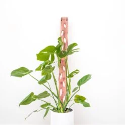 Wooden Extendable Plant Support & Trellis - Zella -Eds Plant Shop wooden extendable plant support trellis zella 587039