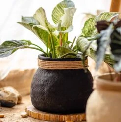 Woven Cement Planter With Rope Accent -Eds Plant Shop woven cement planter with rope accent 795995