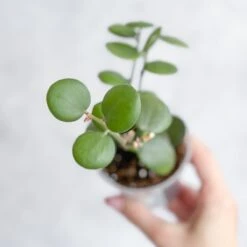 Xerosicyos Danguyi - Silver Dollar Vine -Eds Plant Shop xerosicyos danguyi silver dollar vine 891282