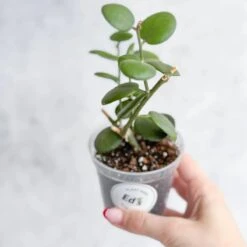 Xerosicyos Danguyi - Silver Dollar Vine -Eds Plant Shop xerosicyos danguyi silver dollar vine 993364