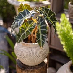 Yukun Terracotta Stubby Planter Pot -Eds Plant Shop yukun terracotta stubby planter pot 722806