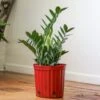 Zamioculcas Zamiifolia - Large ZZ Floor Plant -Eds Plant Shop zamioculcas zamiifolia large zz floor plant 838275