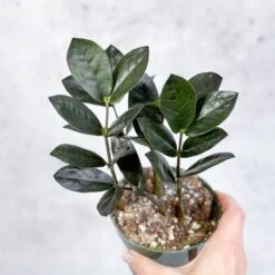 Zamioculcas Zamiifolia 'Oscura' - Black ZZ Plant -Eds Plant Shop zamioculcas zamiifolia oscura black zz plant 4 inch 182441