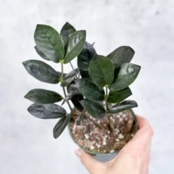 Zamioculcas Zamiifolia 'Oscura' - Black ZZ Plant -Eds Plant Shop zamioculcas zamiifolia oscura black zz plant 4 inch 482023