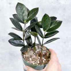 Zamioculcas Zamiifolia 'Oscura' - Black ZZ Plant -Eds Plant Shop zamioculcas zamiifolia oscura black zz plant 4 inch 559744