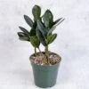 Zamioculcas Zamiifolia 'Oscura' - Black ZZ Plant -Eds Plant Shop zamioculcas zamiifolia oscura black zz plant 4 inch 858929