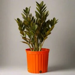 Zamioculcas Zamiifolia 'Raven ZZ' -Eds Plant Shop zamioculcas zamiifolia raven zz 332784