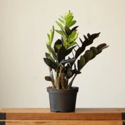 Zamioculcas Zamiifolia 'Raven ZZ' -Eds Plant Shop zamioculcas zamiifolia raven zz various sizes 426237