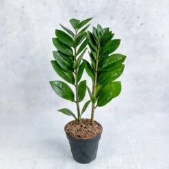 Zamioculcas Zamiifolia -ZZ Plant -Eds Plant Shop zamioculcas zamiifolia zz plant various sizes 415559