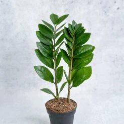Zamioculcas Zamiifolia -ZZ Plant -Eds Plant Shop zamioculcas zamiifolia zz plant various sizes 430612