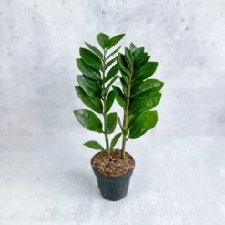 Zamioculcas Zamiifolia -ZZ Plant -Eds Plant Shop zamioculcas zamiifolia zz plant various sizes 566575