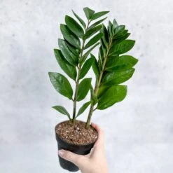 Zamioculcas Zamiifolia -ZZ Plant -Eds Plant Shop zamioculcas zamiifolia zz plant various sizes 833901