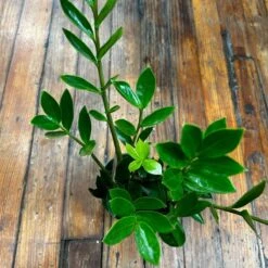 Zamioculcus Zamicro - Zamicro ZZ Plant