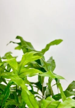 Zealandia Pustulatum 'Kangaroo Paw' - Kangaroo Paw Fern - 6 Inch -Eds Plant Shop zealandia pustulatum kangaroo paw kangaroo paw fern 6 inch 344531