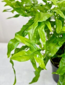 Zealandia Pustulatum 'Kangaroo Paw' - Kangaroo Paw Fern - 6 Inch -Eds Plant Shop zealandia pustulatum kangaroo paw kangaroo paw fern 6 inch 367121