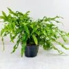Zealandia Pustulatum 'Kangaroo Paw' - Kangaroo Paw Fern - 6 Inch -Eds Plant Shop zealandia pustulatum kangaroo paw kangaroo paw fern 6 inch 697834